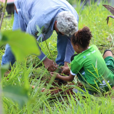 Imagem do post Sudesb promove plantio de mudas de Mata Atlântica no Estádio de Pituaçu