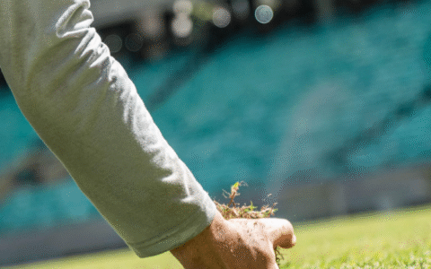 Imagem do artigo Arena Fonte Nova conclui plantio do novo gramado