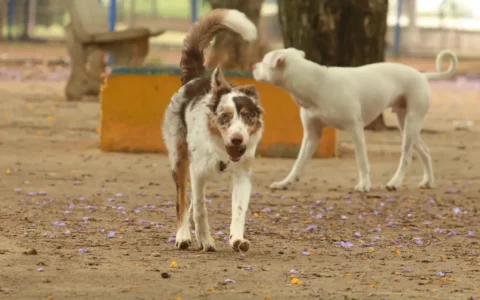 Imagem do artigo Copa 2030 vira alvo de polêmica: Marrocos é acusado de planejar abate de milhões de cães