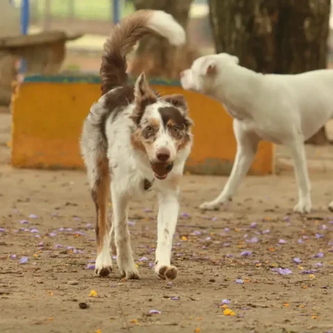 Imagem do artigo Copa 2030 vira alvo de polêmica: Marrocos é acusado de planejar abate de milhões de cães